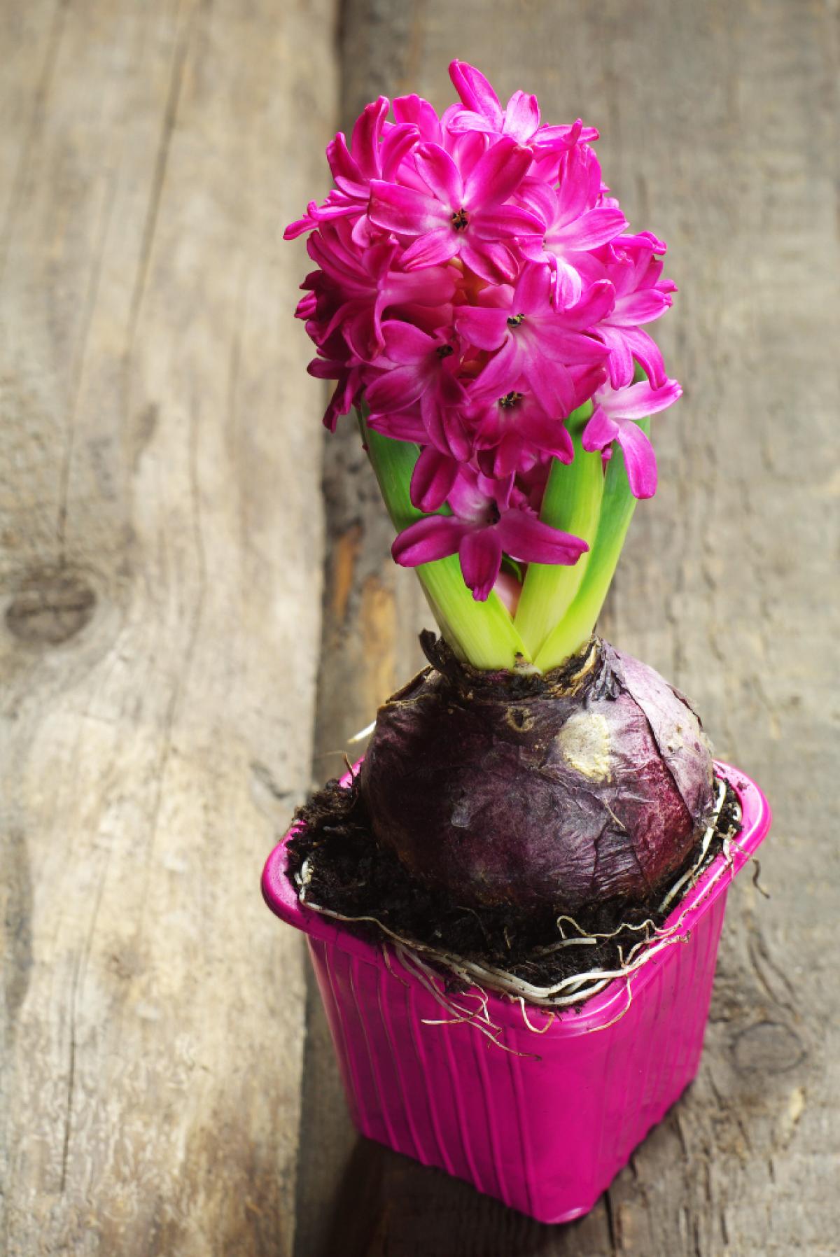Orchidée