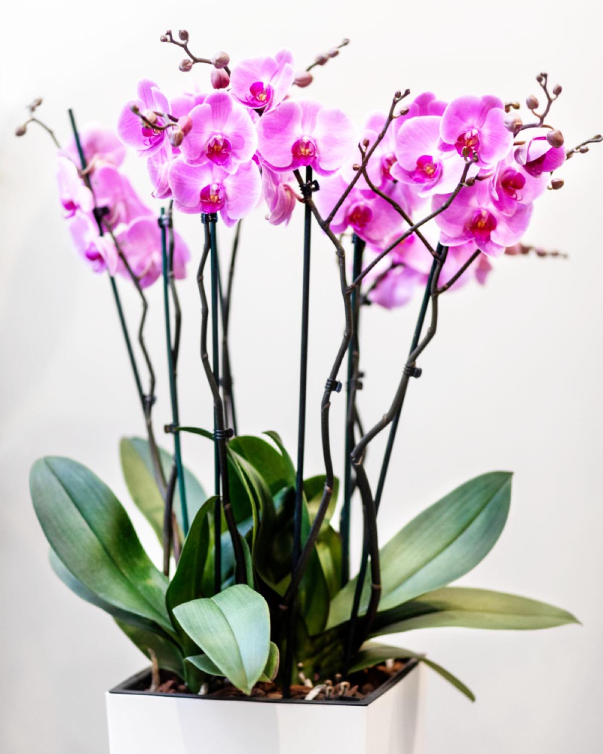 Orchidée
